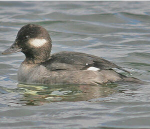 Bufflehead 
&copy; Bob Moul