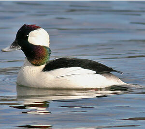 Bufflehead 
&copy; Bob Moul