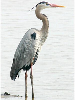 Great Blue Heron 
&copy; Bob Moul