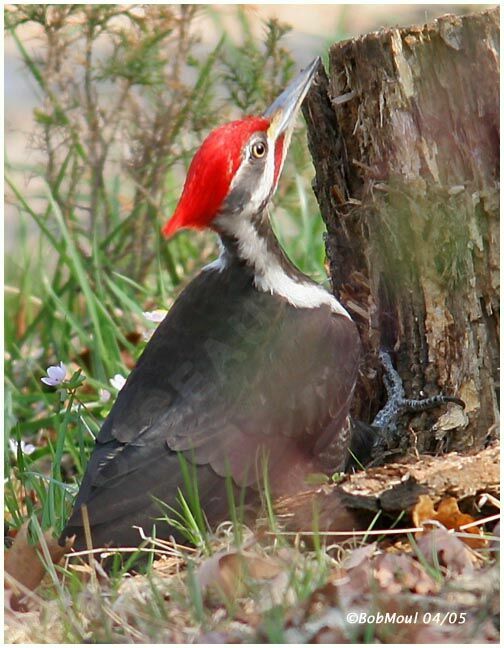 Pileated Woodpecker male adult