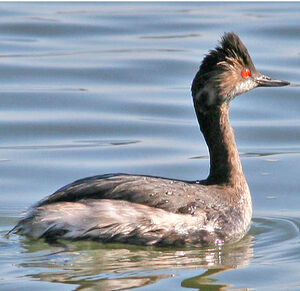 Black-necked Grebe 
&copy; Bob Moul