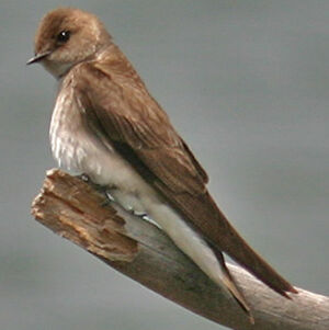 Hirondelle à ailes hérissées