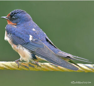 Barn Swallow 
&copy; Bob Moul
