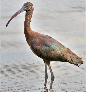 Ibis falcinelle 
&copy; Bob Moul
