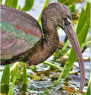 Ibis falcinelle 
&copy; Bob Moul