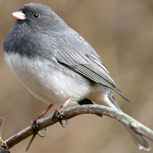 Junco ardois�