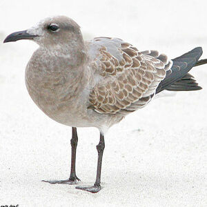 Mouette atricille 
&copy; Bob Moul
