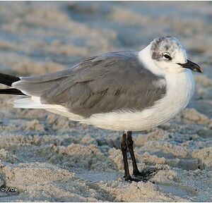 Mouette atricille 
&copy; Bob Moul