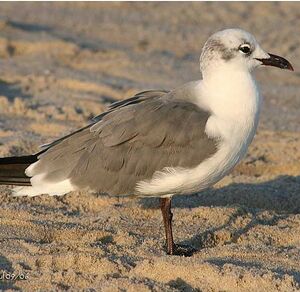 Mouette atricille 
&copy; Bob Moul