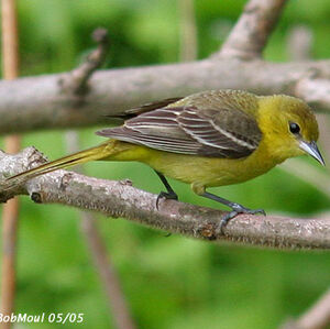 Orchard Oriole