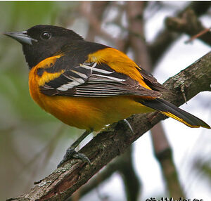 Baltimore Oriole