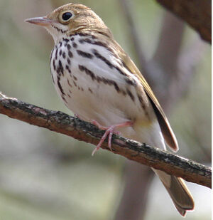 Paruline couronn�e