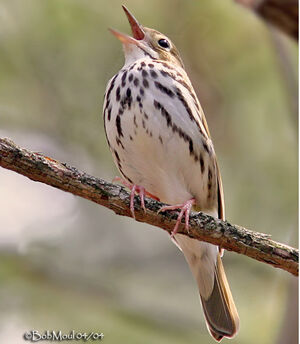 Paruline couronn�e