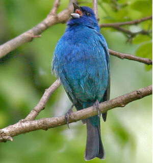 Passerin indigo