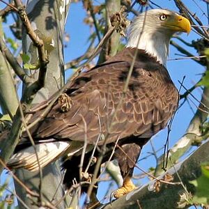 Bald Eagle