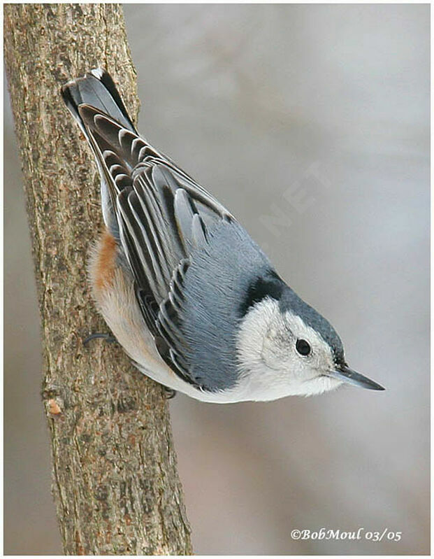 White-breasted Nuthatchadult
