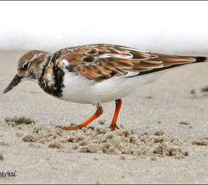 Ruddy Turnstone 
&copy; Bob Moul
