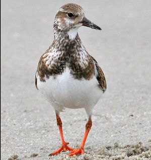 Ruddy Turnstone 
&copy; Bob Moul