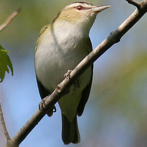 Red-eyed Vireo 
&copy; Bob Moul