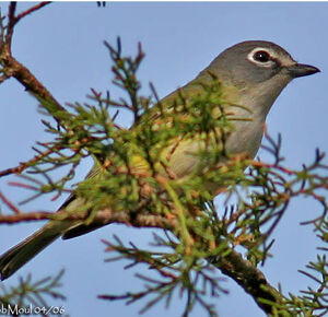 Viréo à tête bleue