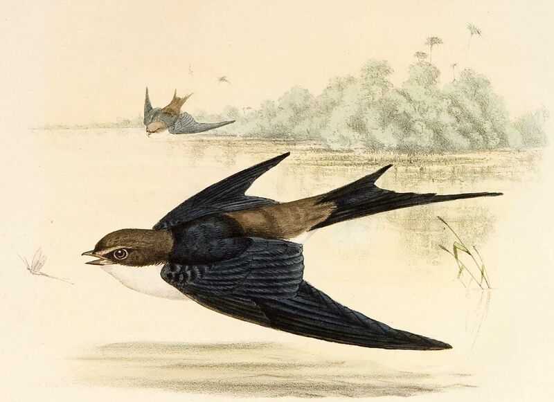 Grey-rumped Swallow