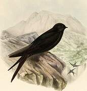 Black Saw-wing (orientalis)