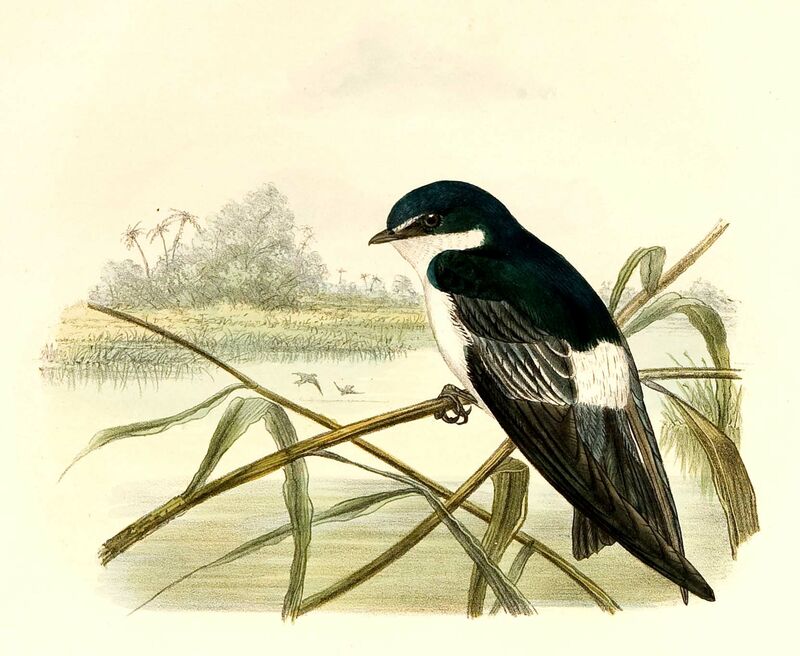 Mangrove Swallow