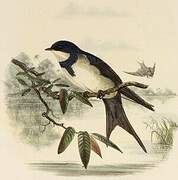 Black-collared Swallow