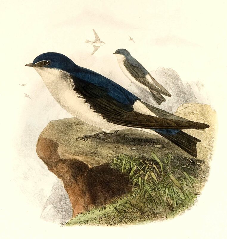 Chilean Swallow