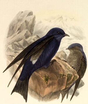 Hirondelle gracieuse