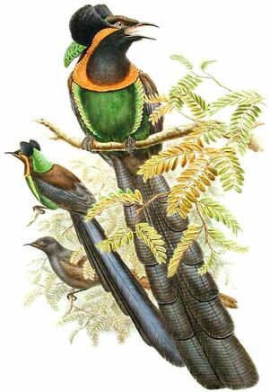 Arfak Astrapia
