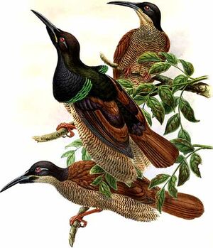 Paradisier multifil