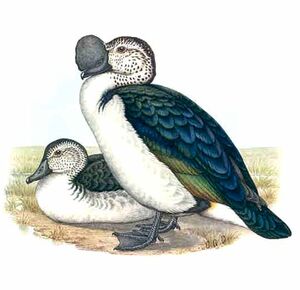 Canard à bosse