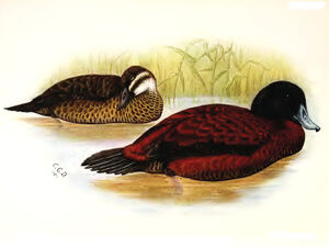 �rismature maccoa