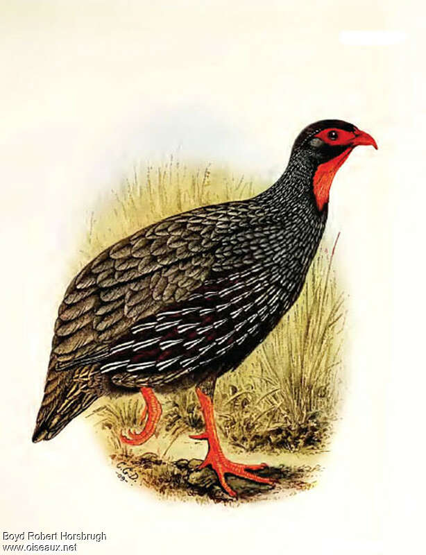 Red-necked Spurfowladult