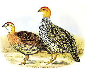 Francolin coqui