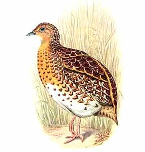 Turnix hottentot