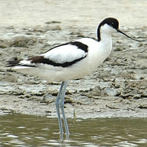 Avocette élégante