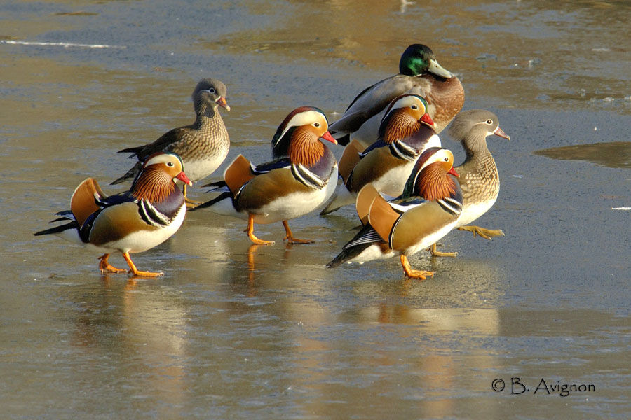 Mandarin Duck 