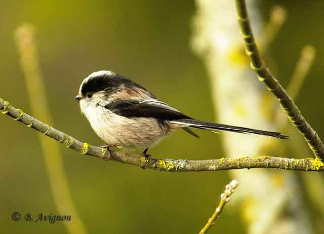 Mésange à longue queue - Aegithalos caudatus
