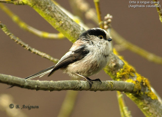Mésange à longue queue - Aegithalos caudatus