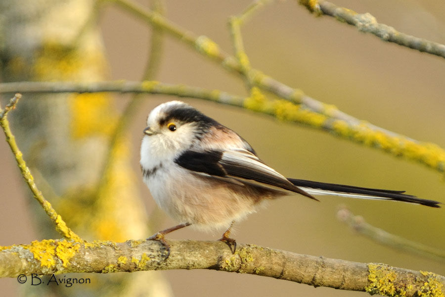 Mésange à longue queue - Aegithalos caudatus