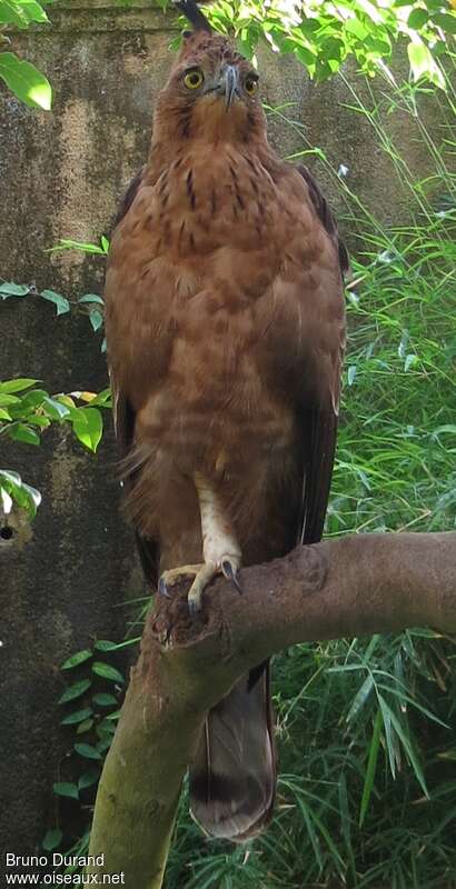 Javan Hawk-Eagle, identification, Behaviour
