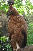 Javan Hawk-Eagle