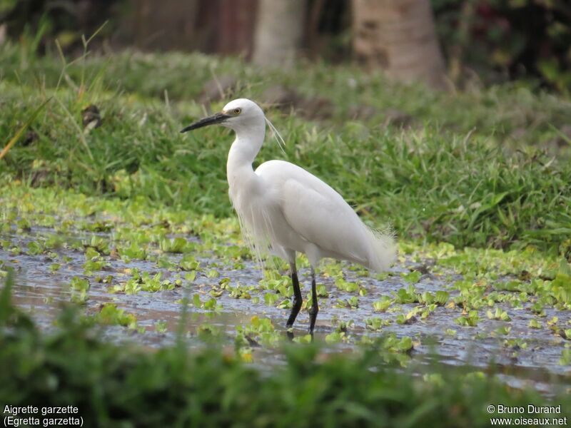 Little Egret, identification