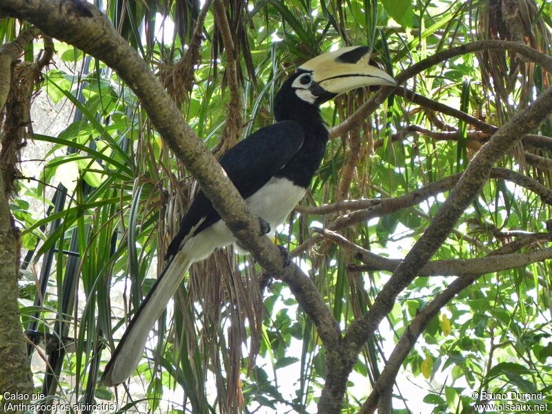 Oriental Pied Hornbill male adult, identification
