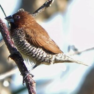 Scaly-breasted Munia