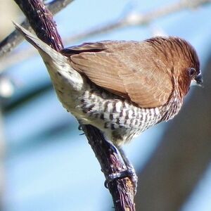 Scaly-breasted Munia