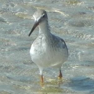 Common Redshank