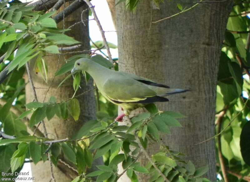Pink-necked Green Pigeon female adult, identification